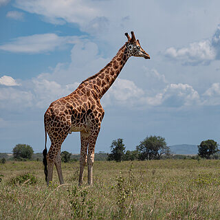 Nakuru NP - Rothschildgiraffe
